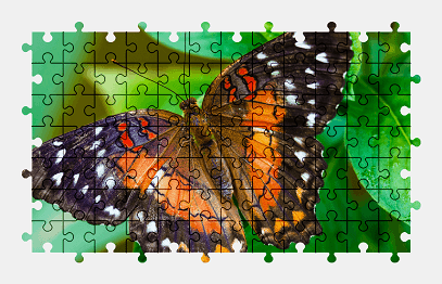 Jigsaw puzzle online butterfly,animal,nature,colorful