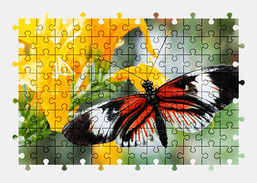 Jigsaw puzzle online butterfly,animal,flower,colorful