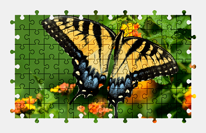 Jigsaw puzzle online butterfly,animal,nature