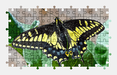 Jigsaw puzzle online butterfly,animal,colorful