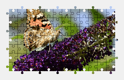 Jigsaw puzzle online butterfly,animal,flower