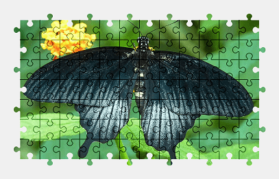Jigsaw puzzle online butterfly,animal,flower,nature,colorful