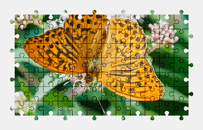 Jigsaw puzzle online butterfly,nature,plant,colorful,animal