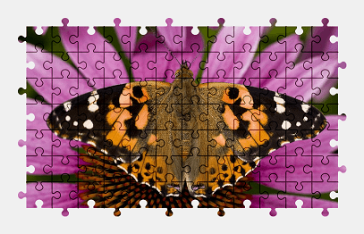 Jigsaw puzzle online butterfly,animal,echinacea,flower,nature,colorful