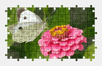 Jigsaw puzzle online white,butterfly,animal,zinnia,pink,flower,nature,colorful