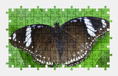 Jigsaw puzzle online butterfly,insect,animal,garden,nature,colorful