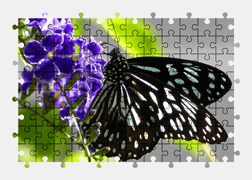Jigsaw puzzle online butterfly,animal,insect,nature,flower,colorful