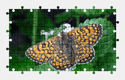 Jigsaw puzzle online butterfly,insect,animal,nature,plant,colorful