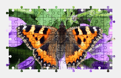 Jigsaw puzzle online colorful,butterfly,insect,animal,nature,wildlife,spring,flower