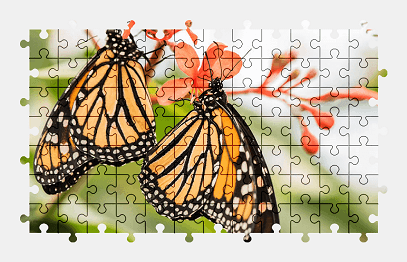 Jigsaw puzzle online monarch,butterfly,animal,flower