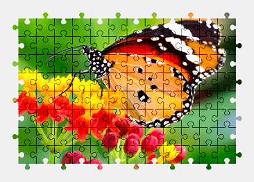 Jigsaw puzzle online butterfly,flower,animal,nature,colorful