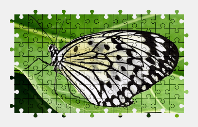 Jigsaw puzzle online butterfly,animal,nature,colorful