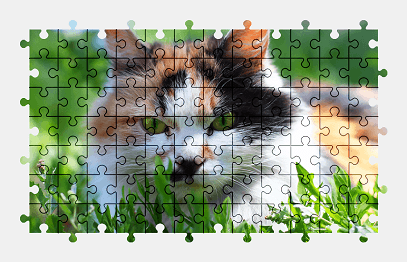 Jigsaw puzzle online cat,animal,nature,colorful