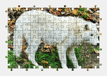 Jigsaw puzzle online california,zoo,wolf,san-diego,animal
