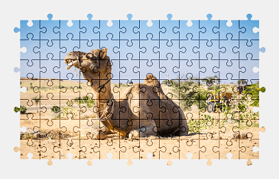Jigsaw puzzle online camel,animal,desert