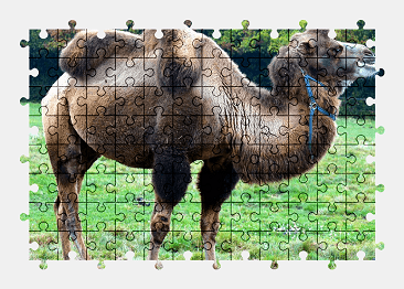 Jigsaw puzzle online camel,animal,nature,grass