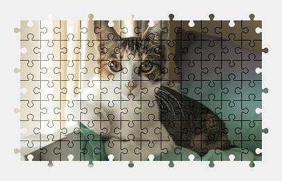 Jigsaw puzzle online cat,animal,pet