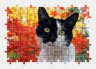 Jigsaw puzzle online cat,animal,autumn,colorful,pet