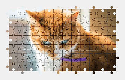 Jigsaw puzzle online cat,pet,animal,colorful