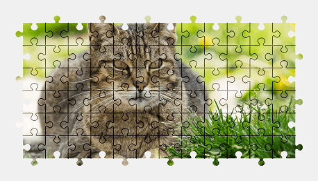 Jigsaw puzzle online cat,animal,colorful