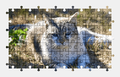 Jigsaw puzzle online cat,animal,nature,colorful