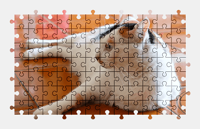 Jigsaw puzzle online cat,animal
