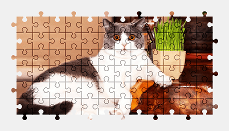 Jigsaw puzzle online cat,animal,pet,colorful