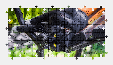 Jigsaw puzzle online cat,animal,nature