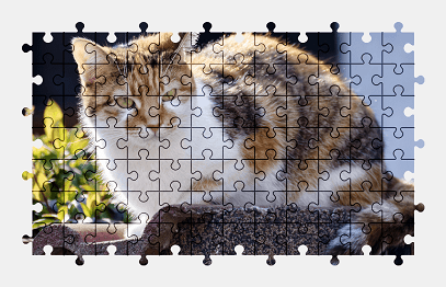 Jigsaw puzzle online cat,animal,colorful