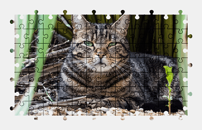 Jigsaw puzzle online cat,animal
