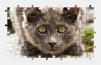 Jigsaw puzzle online cat,animal,colorful