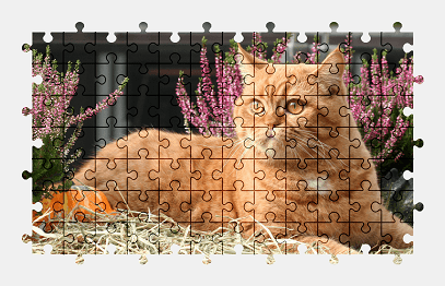 Jigsaw puzzle online cat,animal,colorful