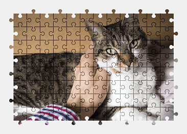 Jigsaw puzzle online cat,animal,pet