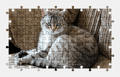 Jigsaw puzzle online cat,animal,pet