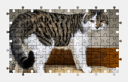 Jigsaw puzzle online cat,animal,pet