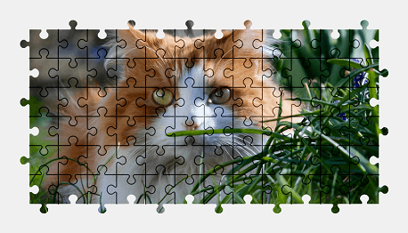 Jigsaw puzzle online cat,animal,grass,nature,colorful