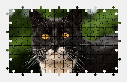 Jigsaw puzzle online cat,animal