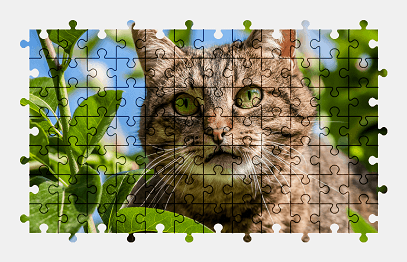 Jigsaw puzzle online cat,animal,colorful