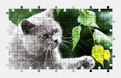 Jigsaw puzzle online british-shorthair,cat,animal,leaves,nature,colorful