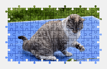 Jigsaw puzzle online cat,animal,pet,colorful