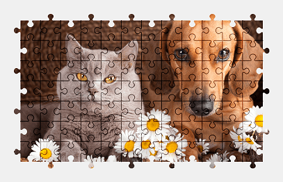 Jigsaw puzzle online cat,dog,british-shorthair,dachshund,animal,flower,colorful