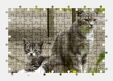 Jigsaw puzzle online cat,kitten,animal,colorful