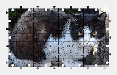 Jigsaw puzzle online cat,animal,pet