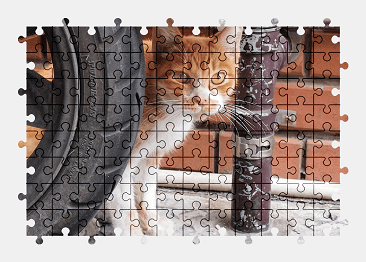 Jigsaw puzzle online cat,animal,pet
