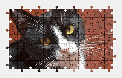Jigsaw puzzle online cat,animal,pet,colorful