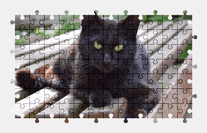 Jigsaw puzzle online cat,animal