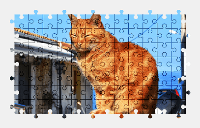 Jigsaw puzzle online cat,animal,pet,colorful