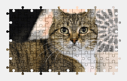 Jigsaw puzzle online cat,pet,animal