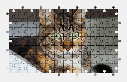 Jigsaw puzzle online cat,animal,pet