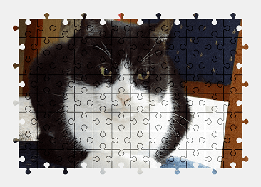 Jigsaw puzzle online cat,animal,pet,colorful